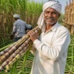 गन्ना मूल्य में छत्तीसगढ़ देश में नंबर वन, किसानों को 425 रुपये प्रति क्विंटल मिलेगा