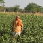 धान की खेती से आगे बढ़े फागूराम, ग्राफ्टेड बैंगन ने बढ़ाया ₹20 हजार का मुनाफा